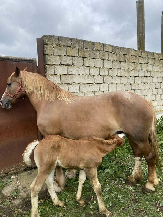 Vand iapa 10 ani cu manz !