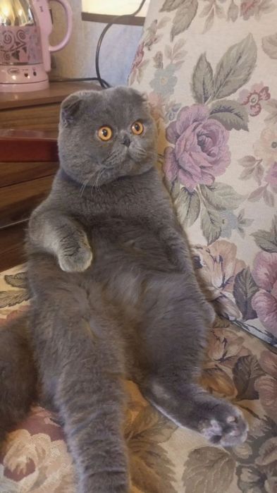 Вязка Скоттиш фолд