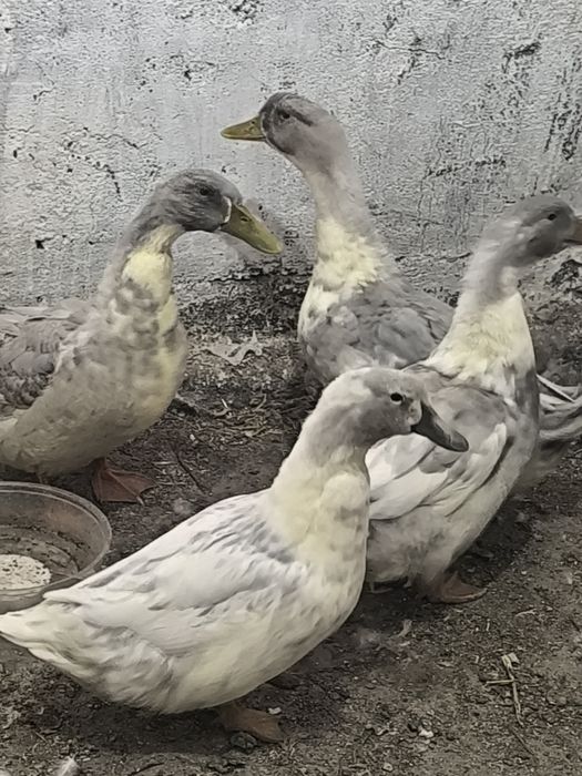 Утки голубой фаворит