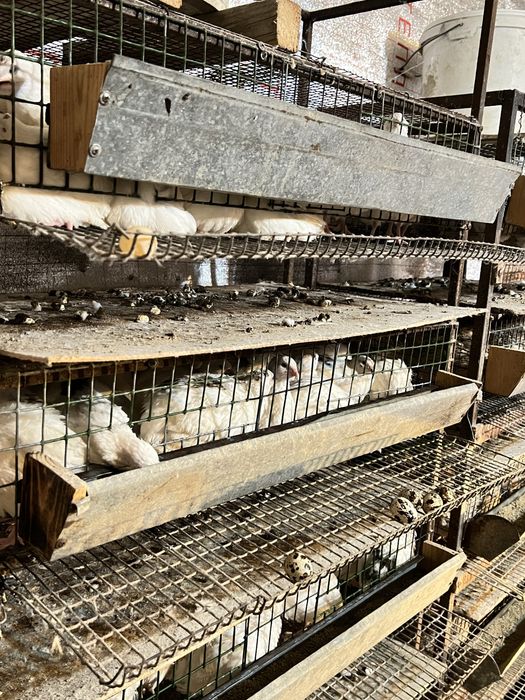 Бөдене сатылады. Порода