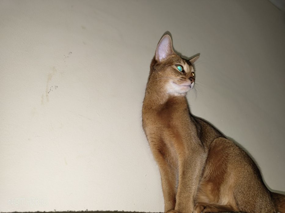 Абиссинская кошка (вязка)