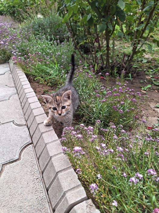 Отдам котят в хорошие руки