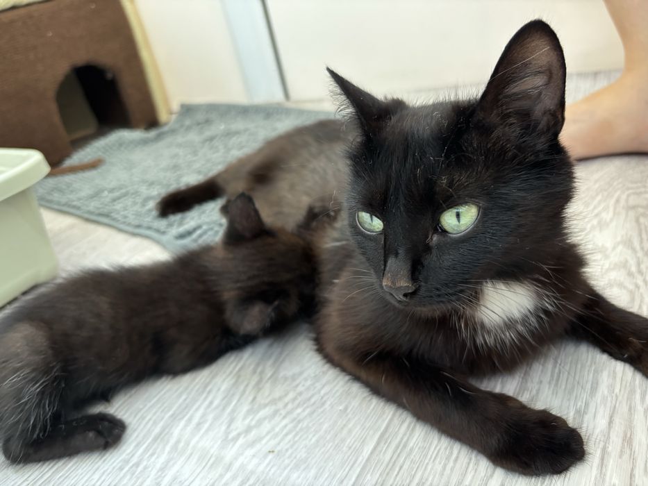 Котенок в добрые руки