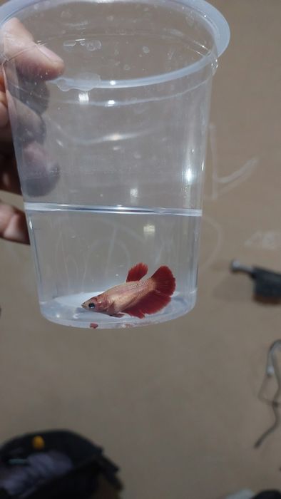 Baliqlar va akvarumlar arzon narxda sotiladi