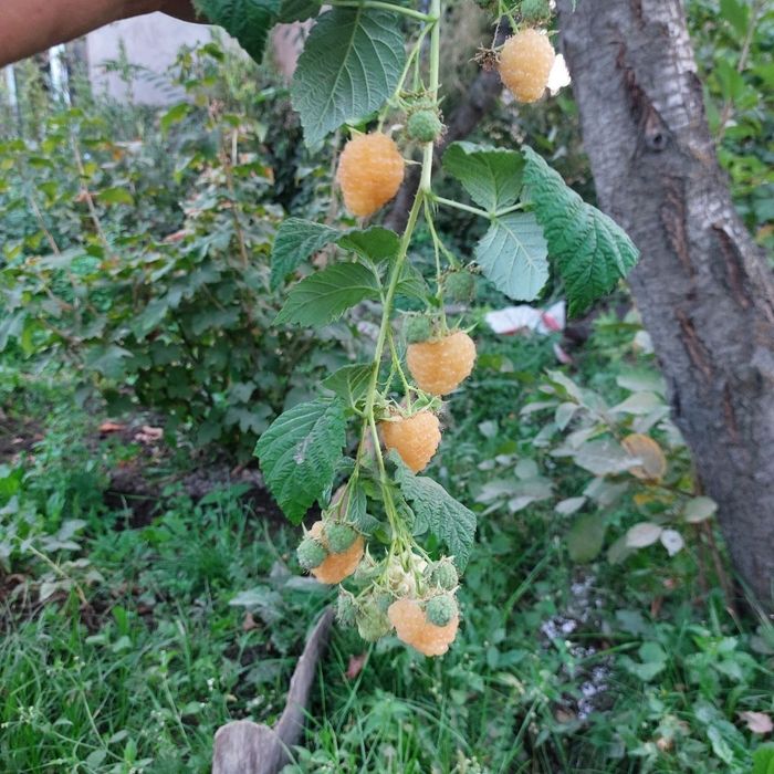 malina kochatlari