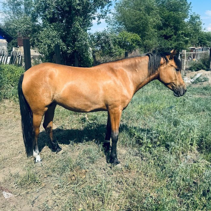 Бие сатылады.