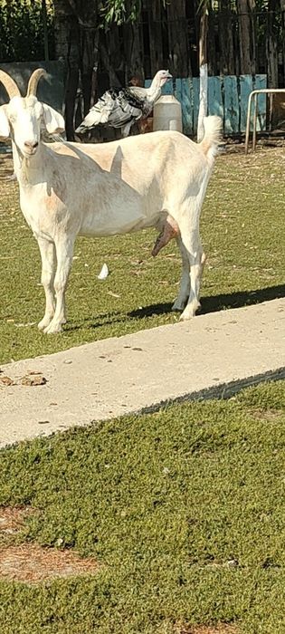 Vând capră metis Anglonubiană cu alpină