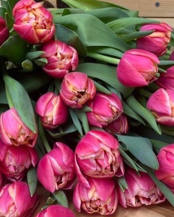 Тюльпаны оптом на 8 марта