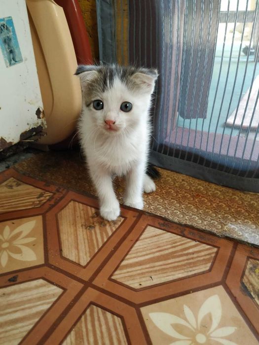 Отдам котят бесплатно