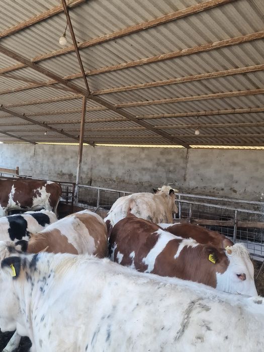 Vaca cu viței.       .