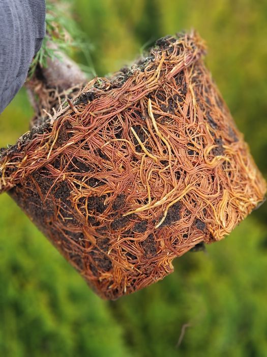 Tuia Brabant 120-130 cm