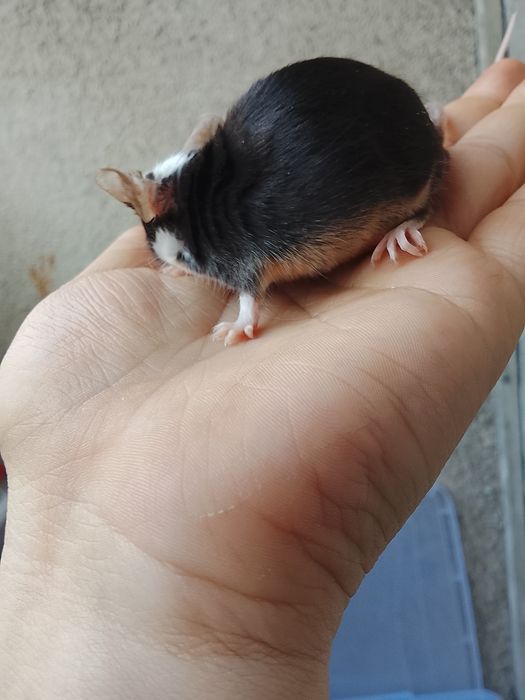 В продаже дикаративные мышки