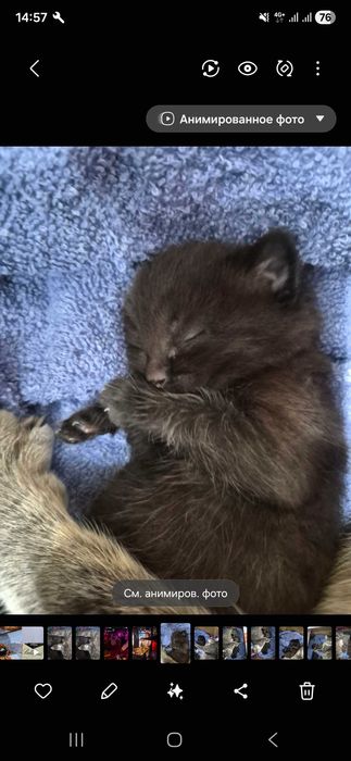 Котята очень умные