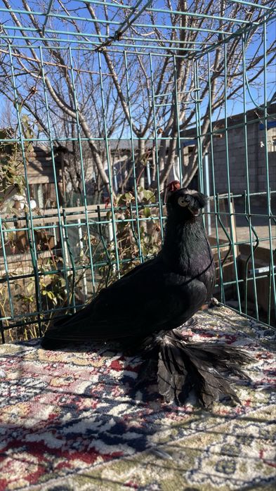 Голуби Кептер пр