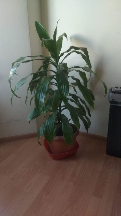 Пальма цветок продам срочно