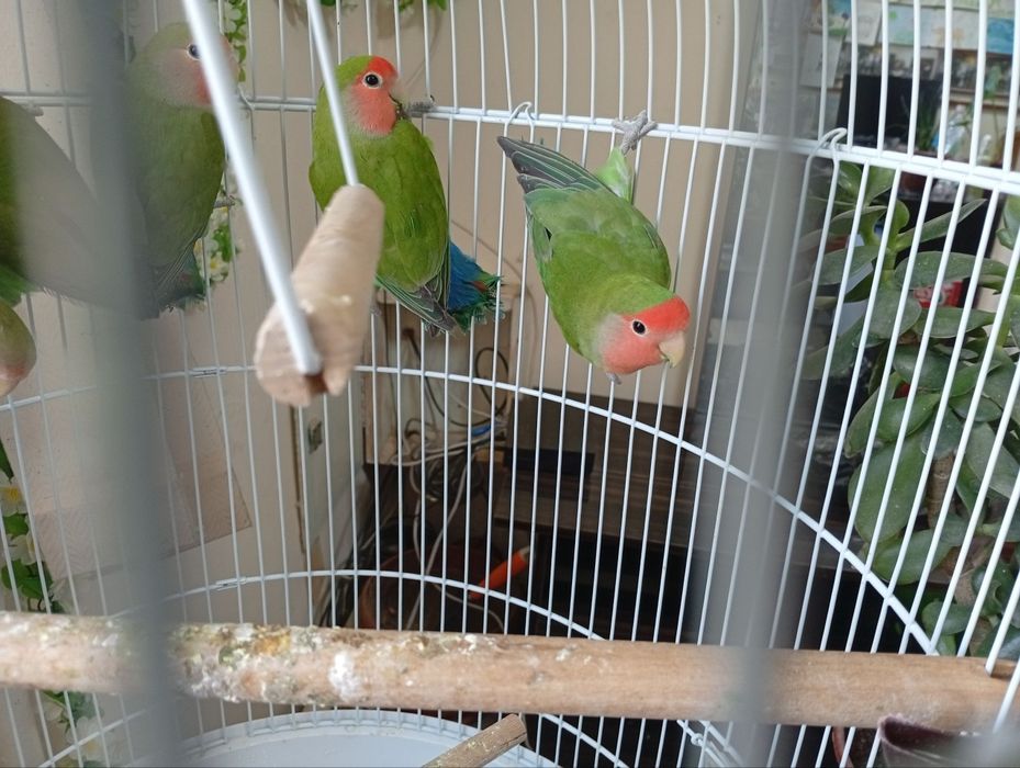 Продам попугайчики 5шт неразлучников с клеткой