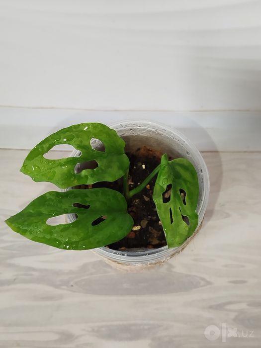 Monstera monkey monstera