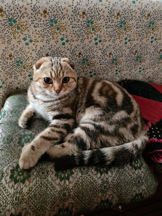 Вязка шотландский кот