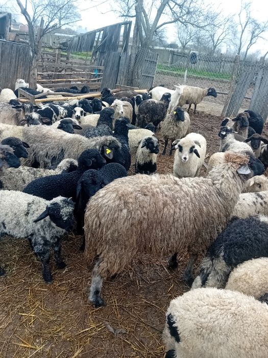 Miei de vanzare celaru