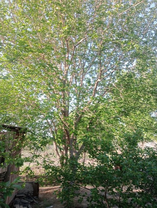 Продам дачу в П МК 52   Дом де комнаты и коридор