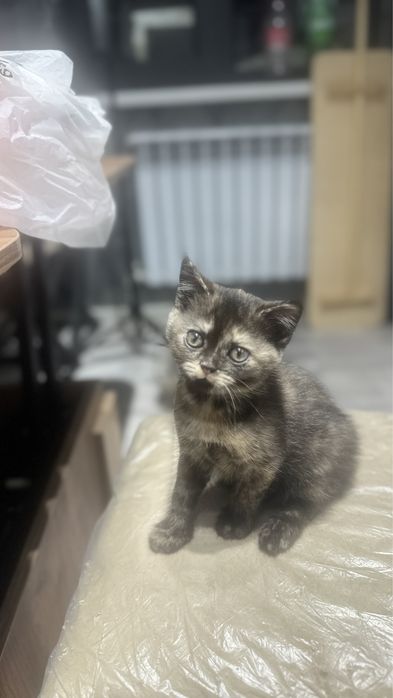 Скоттиш страйт,2-месячная девочка