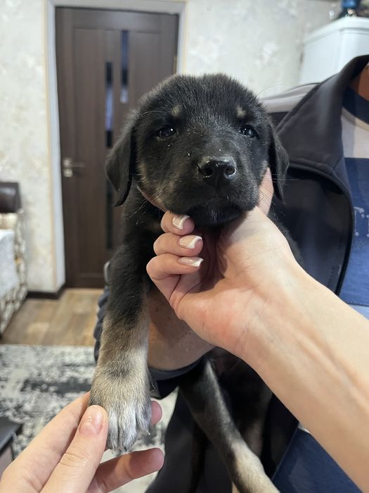 Пристраиваем щенят девочки