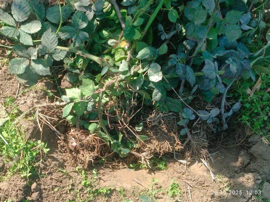 Tikansiz Maymunjon Ko'chati