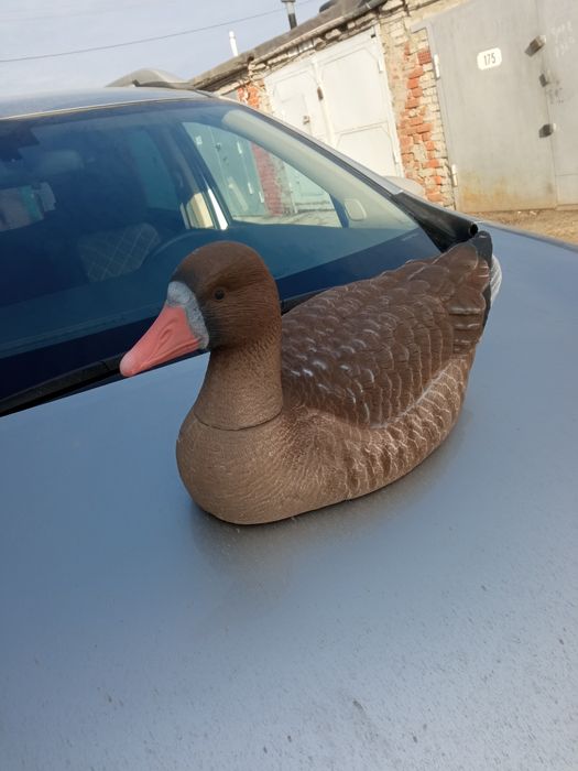 Чучела гуся, утки плавающие, кряквы.