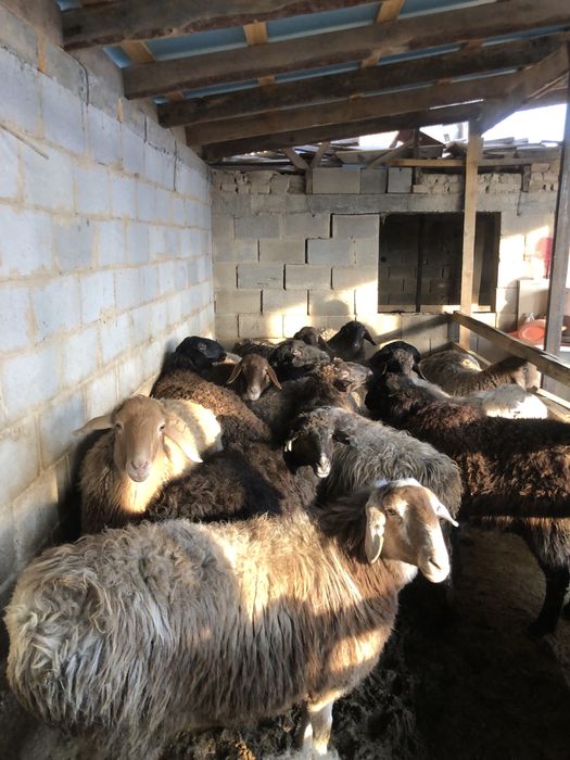 Қой/баран/тоқты/