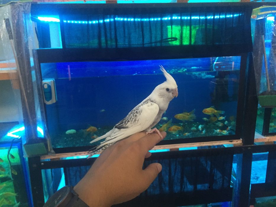 Папугай ручной карелаа