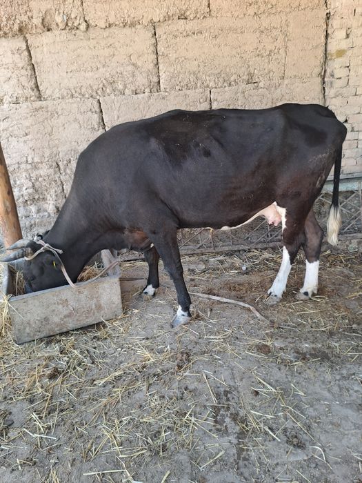 Корова с теленок