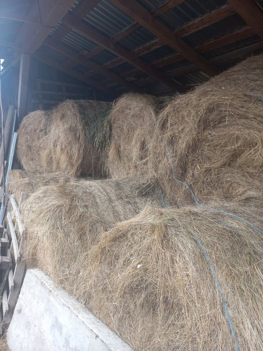 Vând baloti de fân