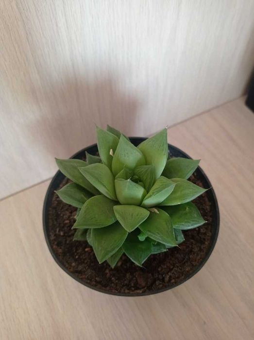 продам суккуленты  хавортию 2 вида,