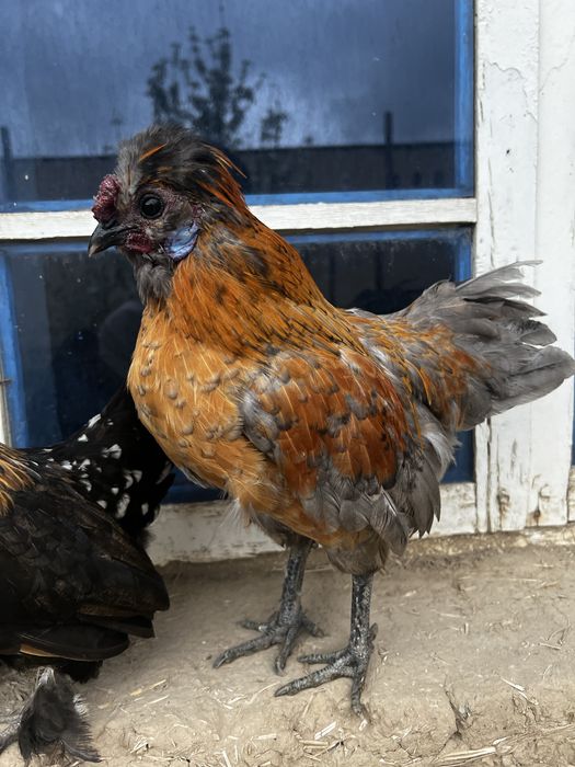 Yaponka para bitta samka bitta sames pul zarur