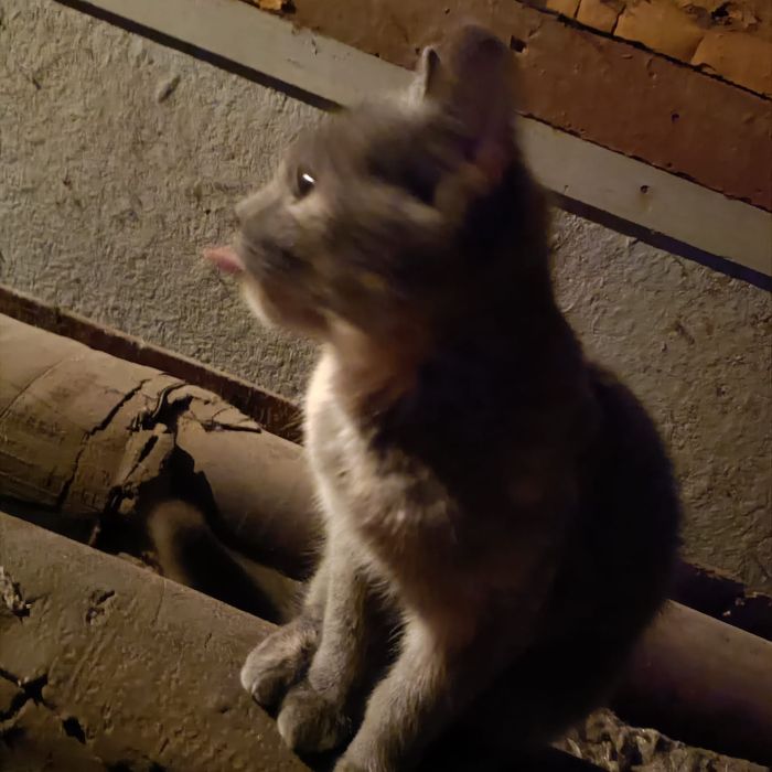 Отдам котенка в добрые руки