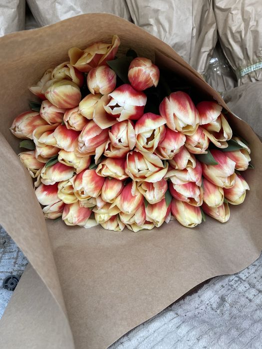 Тюльпан цветы луковицы