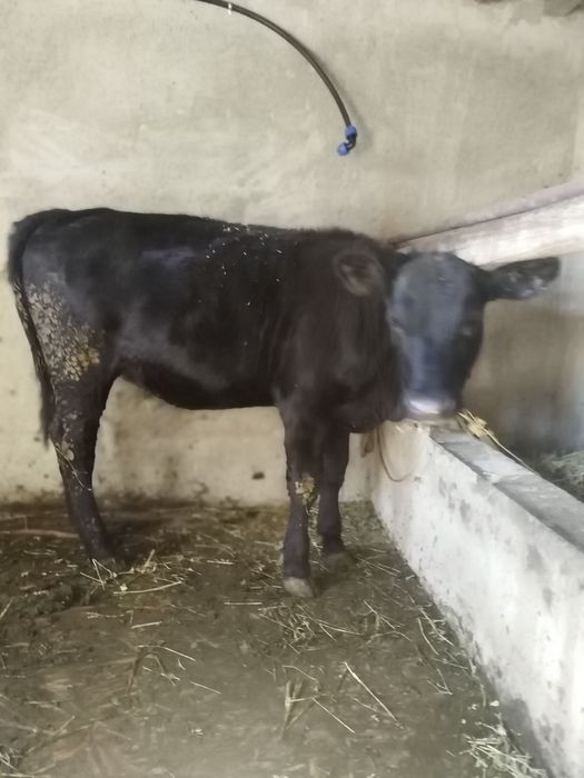 De vanzare vitica angus