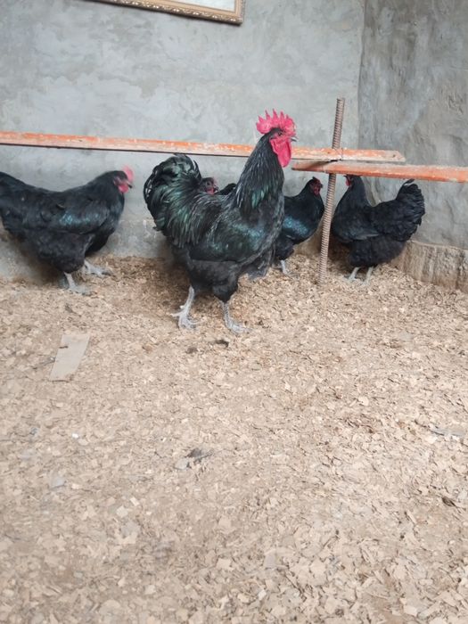 Джерси Гигант жұмыртқасы сатылады.