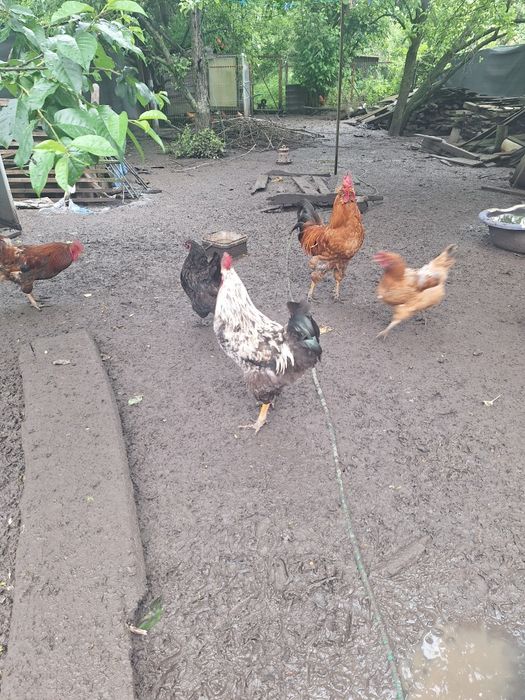 Vand urgent cocoși , Gainute si cocosei pitici