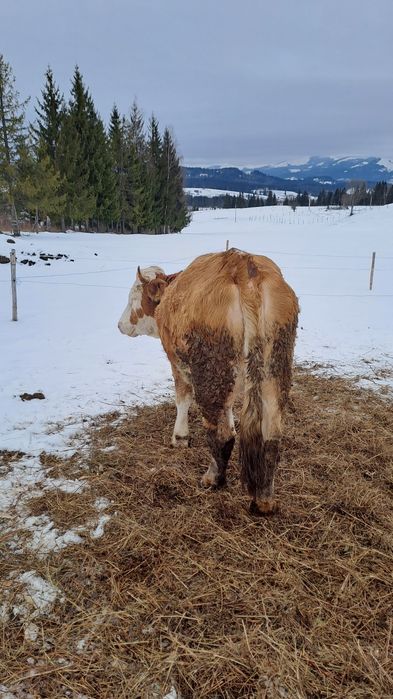 Junincă Bălțată Românească