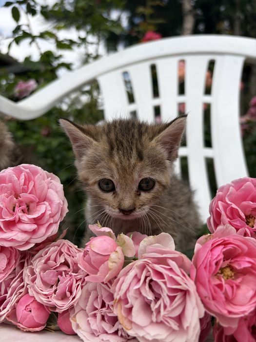 отдаем чудесных котят