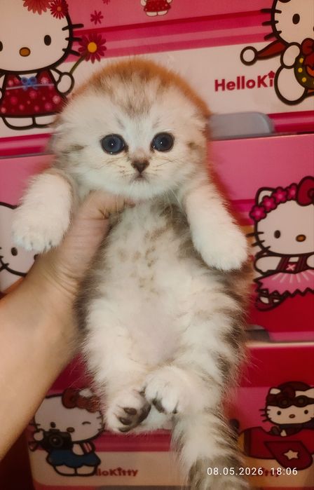 Продается Скоттиш фолд ДЕВОЧКА