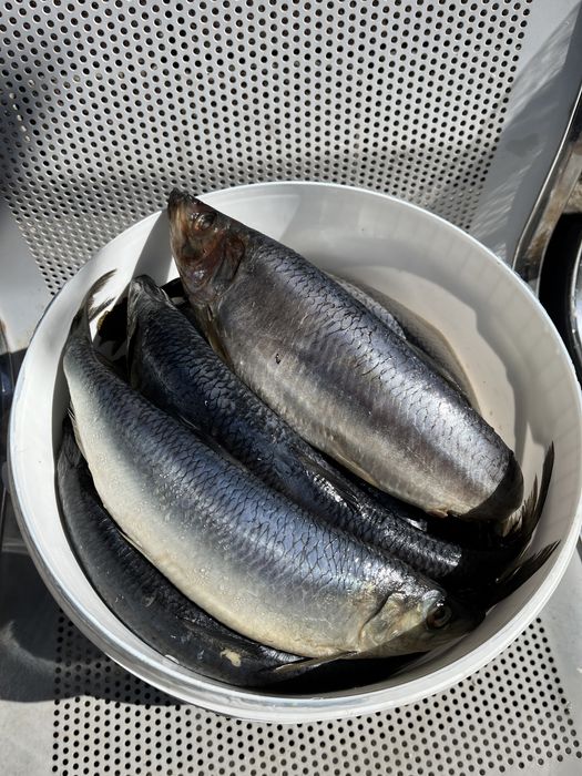 Продаю селедку малосольную