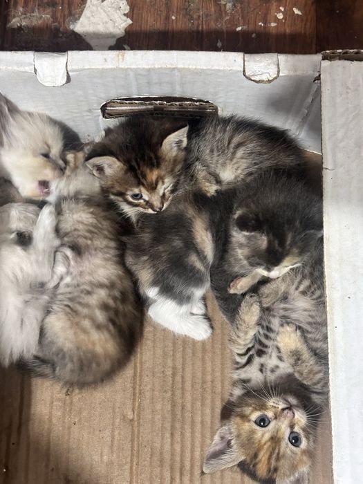 Котята 3 мальчика 2 девочки