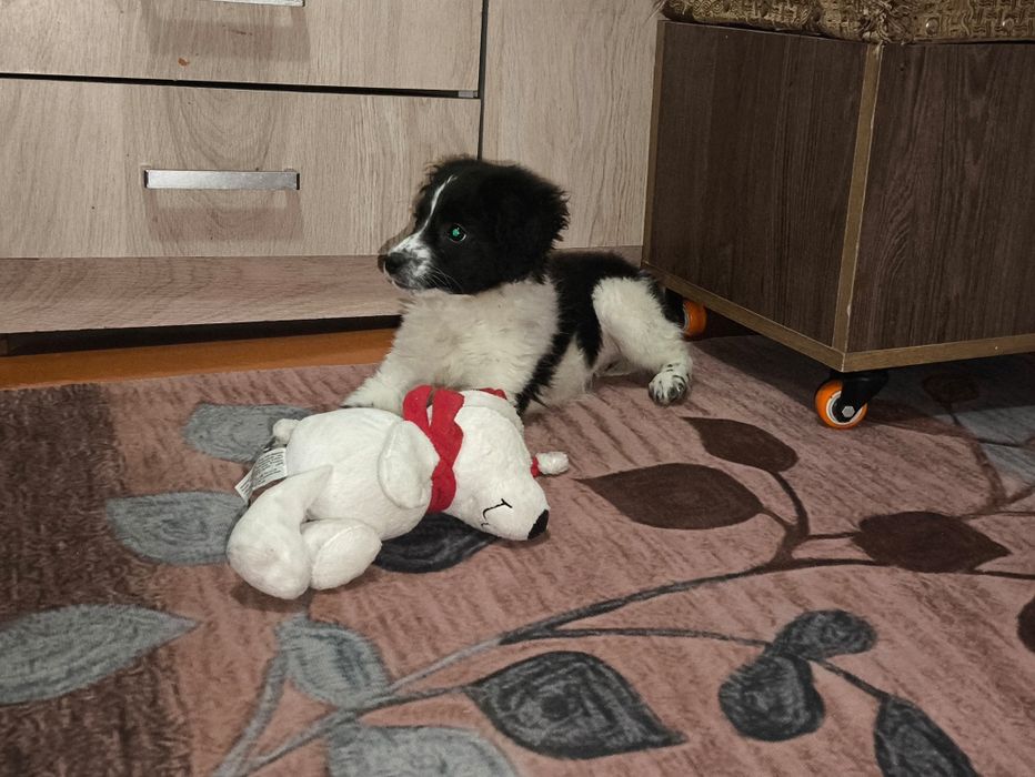 Щенок спаниеля 1 месяц