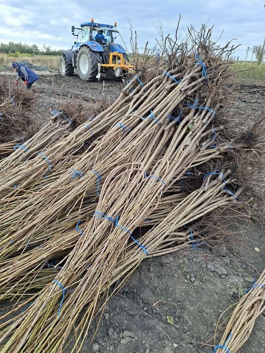 Vând Pomii Fructiferi Altoiți Clasici și Columnari direct de la PRODUC