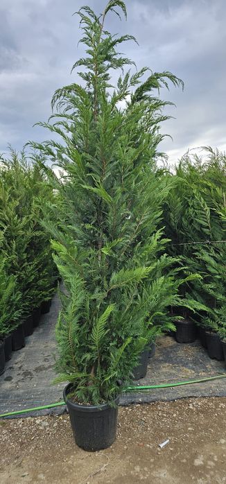 Cupressocyparis leylandi ( gard viu)