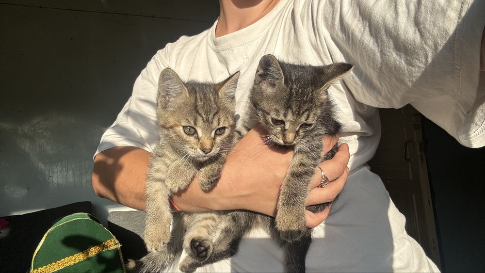 Отдам котят в добрые руки
