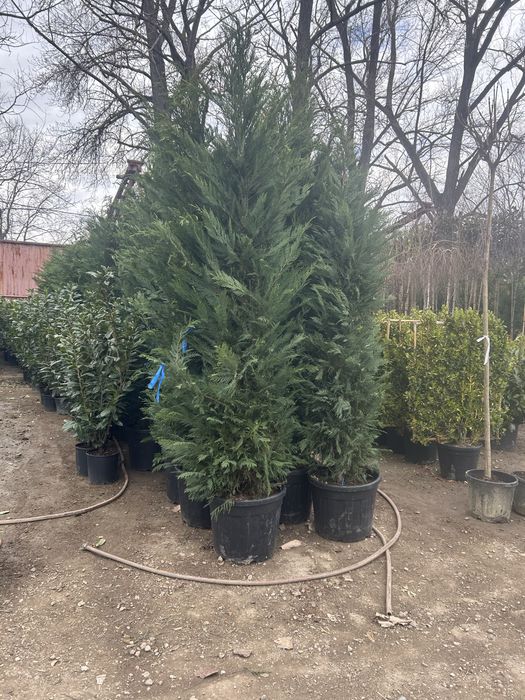 Leylandii chiparos cea mai buna calitate