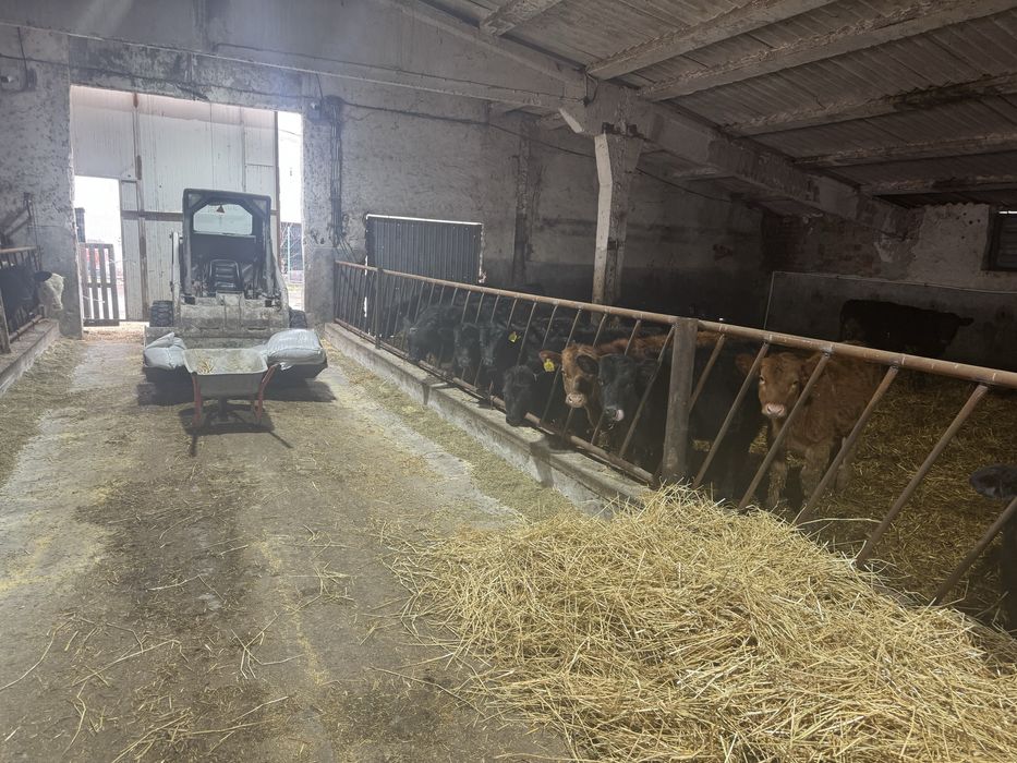 De vinzare vitei si vitele 30-35 bucati